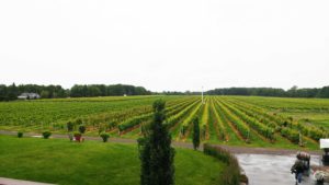 Tourisme : Vignoble Rivière du Chêne / Cinq Fourchettes