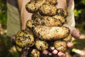 légumes fines herbes repousser Cinq Fourchettes économie