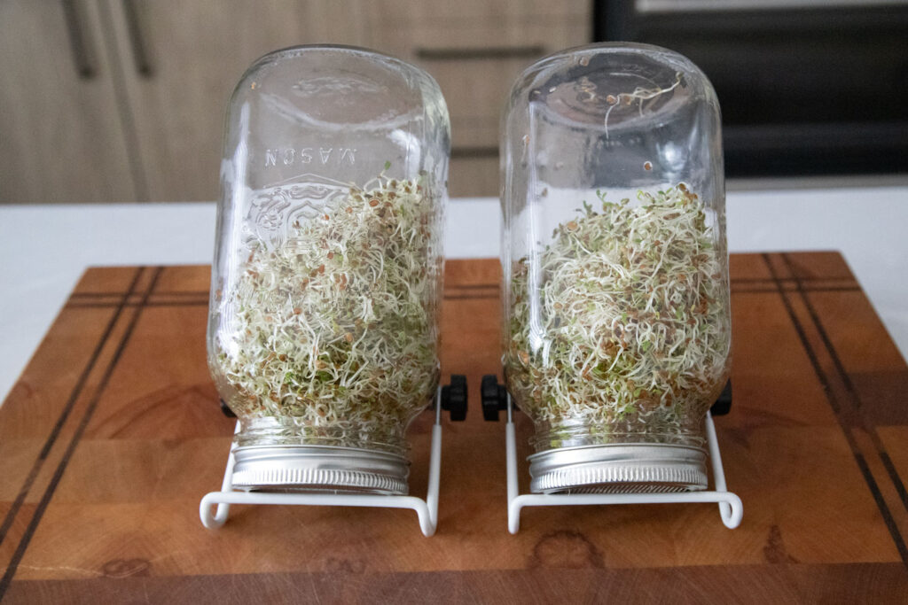 micropousses pousses comment faire Cinq Fourchettes facile économique maison